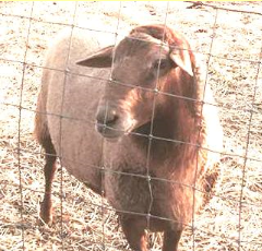 Big Daddy BKLewisFamilyFarm Big Daddy BKLewisFamilyFarm