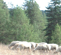 Idaho Wilds Misty Mountain Farms 2 Idaho Wilds Misty Mountain Farms 2
