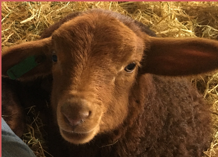 S-B Ranch Ewe S-B Ranch Ewe