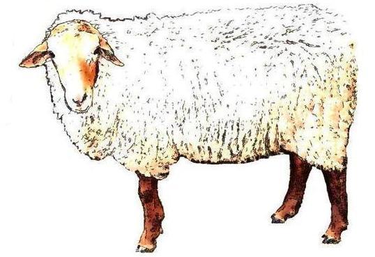 California Red Sheep California Red Sheep