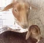 Shear Perfection Ranch Ewe and lanb