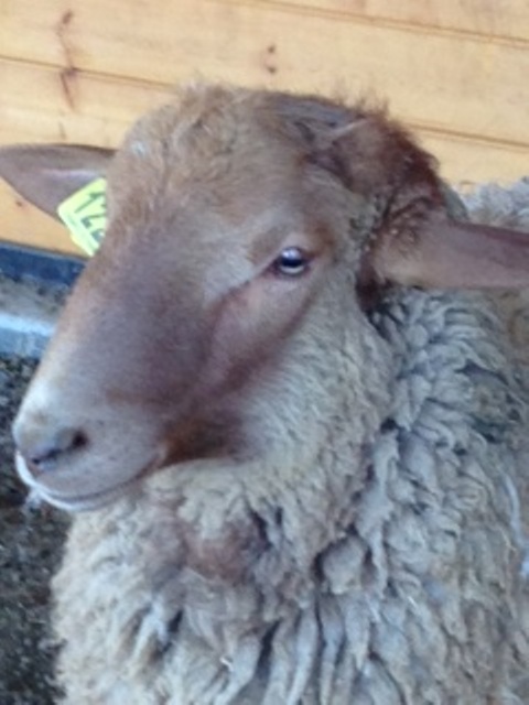 Rancho Caetano California Red Sheep